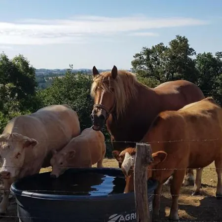 Cosy Avec Cheminee, Animaux Acceptes Et Grande Terrasse - Fr-1-496-221 *